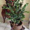 Rattan/Wood Plant Stand w/Faux Plant