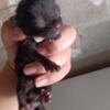 Black kittens  are Here 