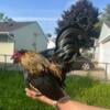 *OEG BANTAM* ONE OF A KIND. FIRST OF IT KIND . HAS NO COLOR CLASSIFICATION.