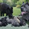 CANE CORSO PUPPIES