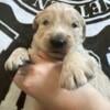 goldendoodle puppies