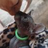 Sphynx Kittens hairless kittens TICA Titled Sphynx Black Elf Kitten Ohio zip code 44270 text 