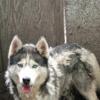 Siberian Husky Pure, Looking for a Great Home