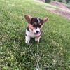Pembroke Welsh Corgi Puppies. M/F
