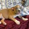 Bully puppies Blue & Champagne Tri