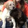 GORGEOUS ENGLISH LABRADOR RETRIEVERS