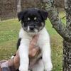 Border Collie / Alaskan Husky Mix (Male)