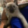 8 Week Seal Point Siamese Kittens Ready for FurEver Home