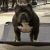 Standard American Bully Stud ready to work