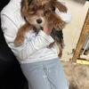 Yorkie puppies available for there forever home in November