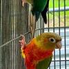 Conure breeding pair