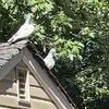 Pigeon pigeon 