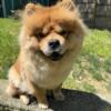 AKC Red Female Chow - Full Registration - 2 Years Old - Champion Bloodline