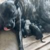 Presa Canario pups born 4/18/24 PRICE DROP