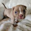 Exotic Micro American Bully