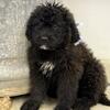 Saint Berdoodle Puppies