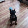 Doberman puppy