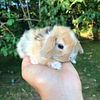 Pedigree Gorgeous Holland Lop Bunny Rabbits that STAY TINY! Indoor hand raised