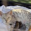 F3 SAVANNAH KITTENS BORN MOTHERS DAY