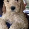 F1B Goldendoodles Ready for their Furever Home