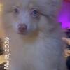 SOLD Akc lavender parti Merle blue green eyes male pom playful sweet
