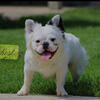 Fluffy French Bulldog Stud