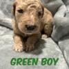 Maggie's Green Boy - F1bb Standard Goldendoodle - Morehead, KY 