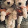 Rehoming My Morkie Puppies