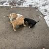 PitBull Americans Bully