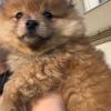 pure pomeranian puppy