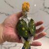 Sun conure babies looking for New Home