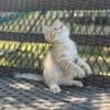 Purebred Golden chocolate spotted British shorthair boy