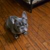 Beautiful Female French Bulldog