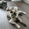 Maine Coon Kittens For Sale