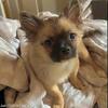 Purebred longhair Chihuahua puppy