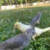 Cockatiel for Sale - male