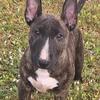 Mini bull terrier