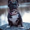 Female Fluffy French Bulldog