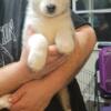 Pure bred Siberian husky puppies needing to find there forever homes