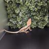 Female quad stripe crested gecko