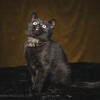 Pedigreed Black Smoke British Shorthair / Devon Rex outcross kitten - girl