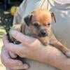 Male Chihuahua tan puppy.