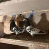 Pakistani Pigeons – High-Quality Birds Available