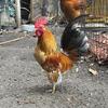 Roosters