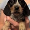 AKC registered Beagle Puppies