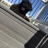 Toy poodle