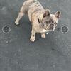 French Bulldog Puppies