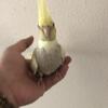 Cockatiel hand feeding Im in Durham North Carolina