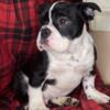 English and French bulldog puppy male Bishop  black and white