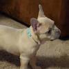 Fawn frenchie 
